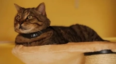 Характеристики и функционални котешки яки с gps